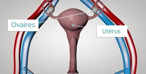 Estradiol | SoloSalud.net Estradiol