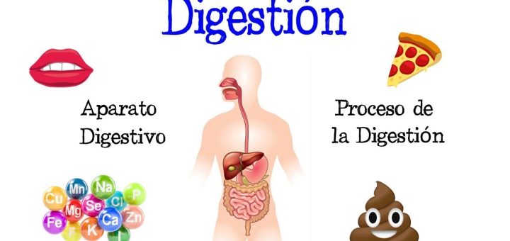 Alimentos que favorecen una buena digestión y absorción de nutrientes