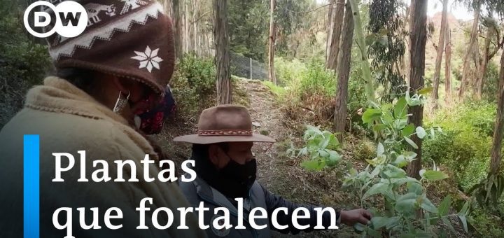 Integración de la Medicina Tradicional en el Cuidado de Pacientes Crónicos