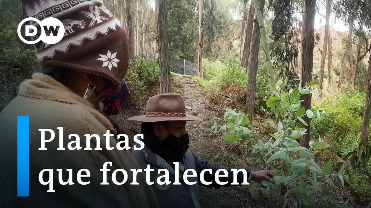 Integración de la Medicina Tradicional en el Cuidado de Pacientes Crónicos