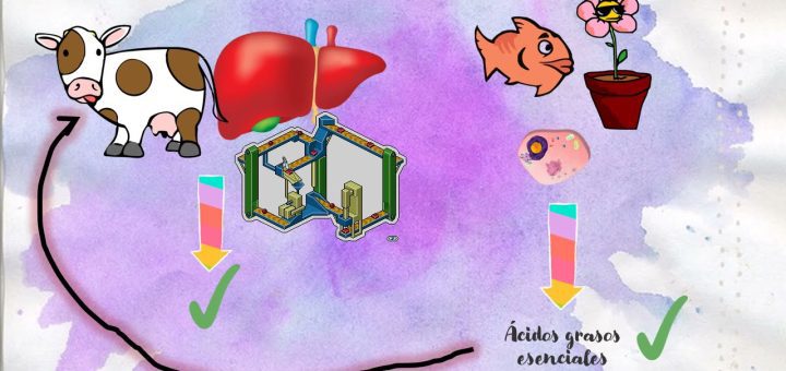 La importancia de los ácidos grasos esenciales para la salud