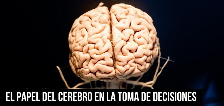 Innovación en Neurociencia: Desentrañando los Misterios del Cerebro