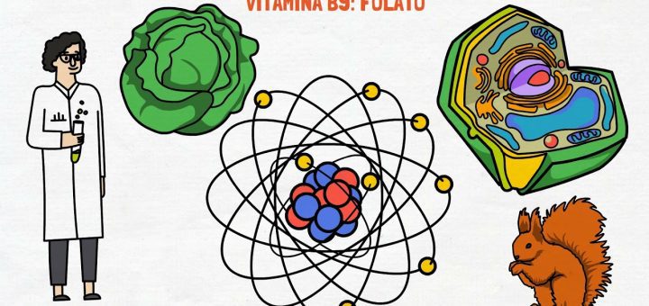 La importancia de la vitamina B9 para la salud reproductiva