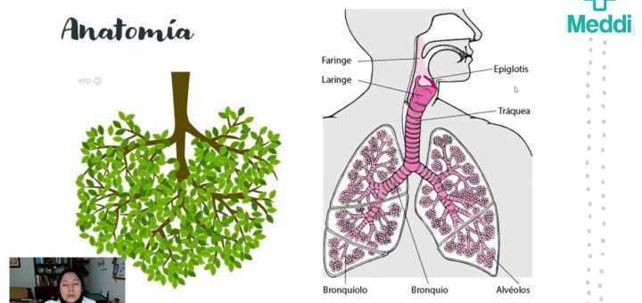 Salud Respiratoria: Investigaciones y Tratamientos para Enfermedades Pulmonares